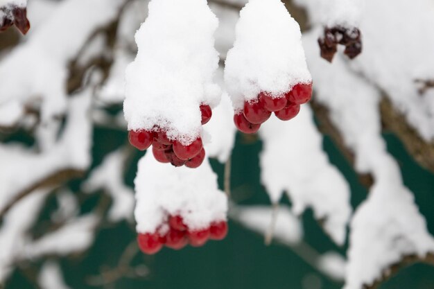 La viorne rouge est couverte de neige