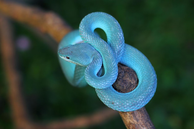 La vipère bleue est un serpent venimeux trouvé dans les petites îles de la Sonde en Indonésie