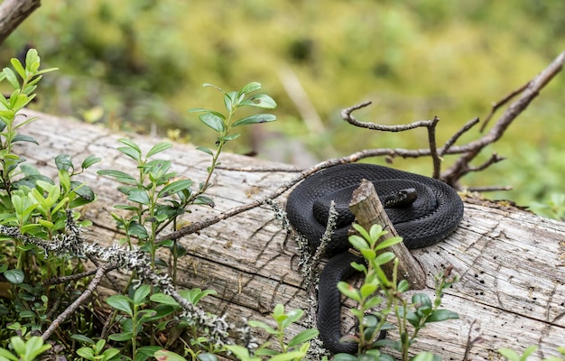 Vipère Commune Noire Vipera Berus Dans Un Habitat Naturel Recroquevillé En Boule Sur Un Vieil Arbre Tombé