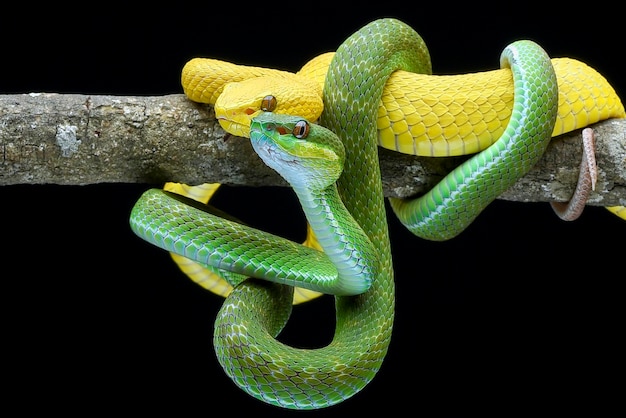 Vipère jaune sur une branche d'arbre