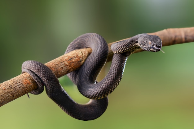 Vipère noire Trimeresurus purpureomaculatus Manggrove Pit Viper Serpent venimeux