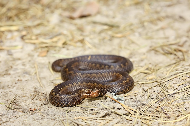 vipère serpent dans le marais, reptile à l'état sauvage, animal dangereux venimeux, faune