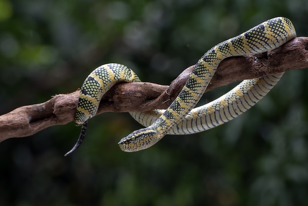 Vipère de Wagler sur une branche d'arbre