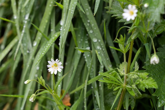 Vipères-viande (Stellaria holostea) floraison au printemps à Cornwall