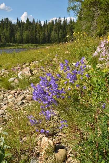 Virgin Komi bois la rivière Shchugor