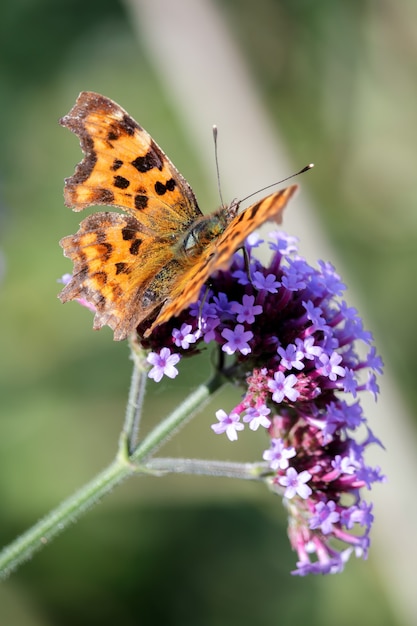 Virgule (Polygonia c-album)