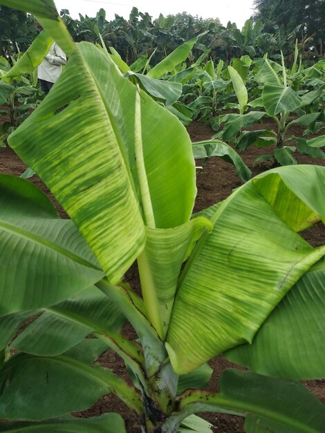Photo virus agricole indien infecté maladies virales du bananier virus cmv