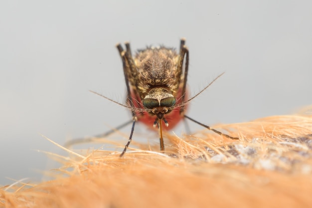 Photo le virus zica du moustique aedes aegypti sur la peau du chien - dengue, chikungunya, mayaro