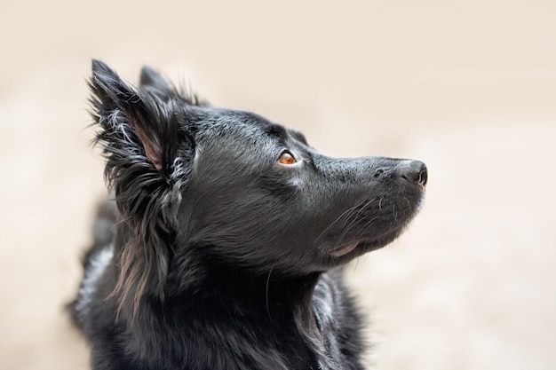 Visage animal d'un chien bâtard noir