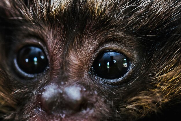 Visage d'un bébé singe Golden Lion Tamarin animal originaire de la forêt atlantique brésilienne