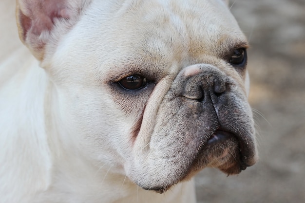 visage de bouledogue blanc