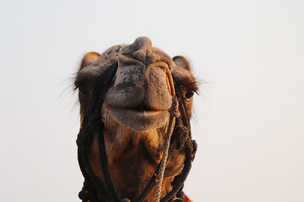 Visage de chameau souriant