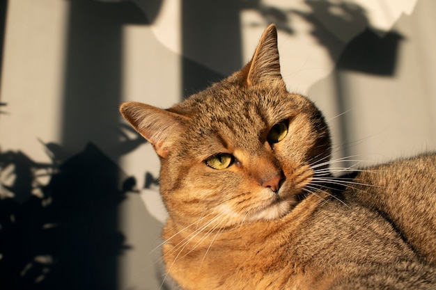 visage de chat au soleil