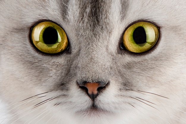 visage de chat aux yeux jaunes se bouchent