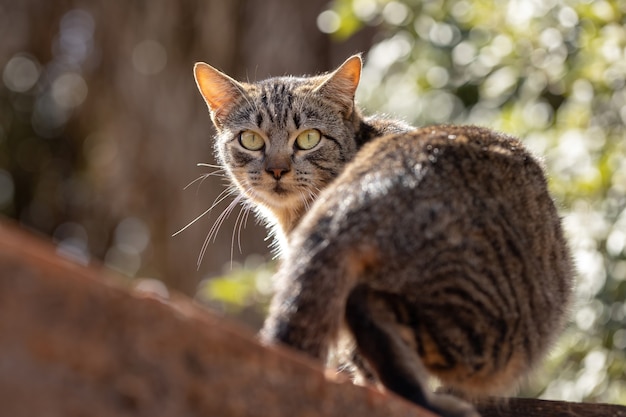 Visage de chat domestique en gros plan avec mise au point sélective