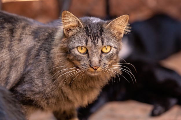 Visage de chat domestique en gros plan avec mise au point sélective