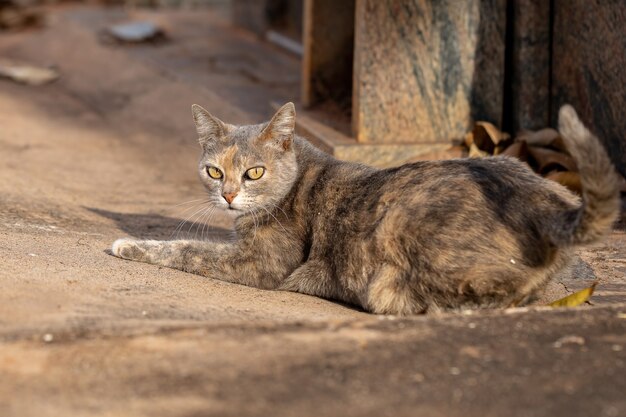 Visage de chat domestique en gros plan avec mise au point sélective