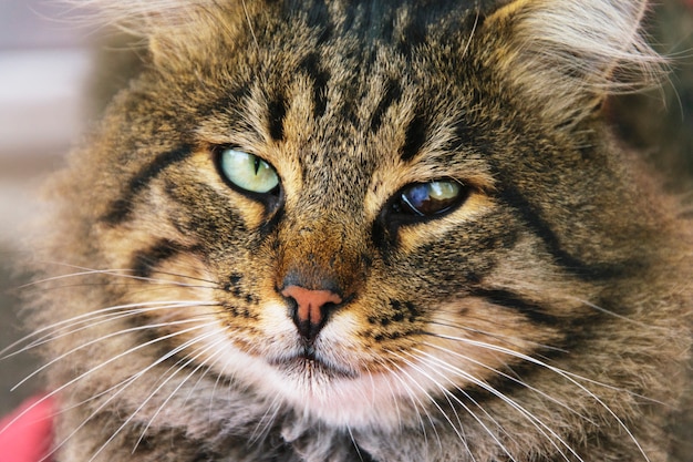 Visage, de, a, chat, gros plan, à, yeux louche