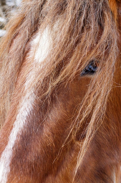 Visage de cheval brun