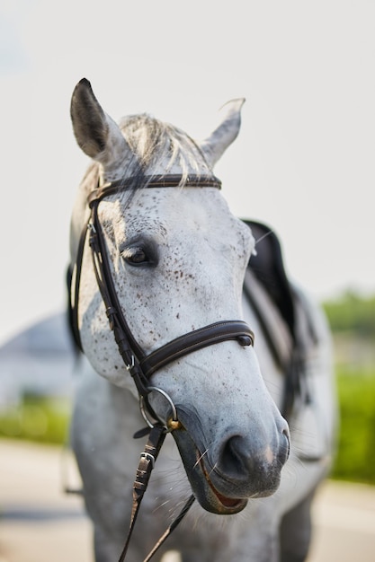 Visage d'un cheval gris Portrait d'un beau cheval de comté gris Une tête d'un seul cheval