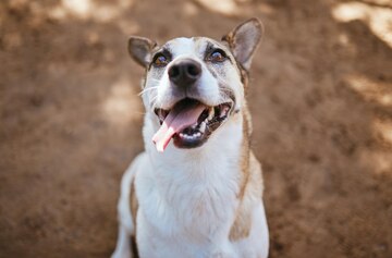 Visage Chien Et Animal En Plein Air Chez Le Vétérinaire Avec La ...