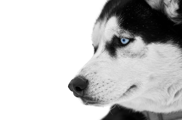 Visage de chien Husky aux yeux bleus