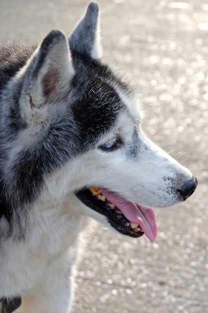 Visage de chien Husky Sibérien