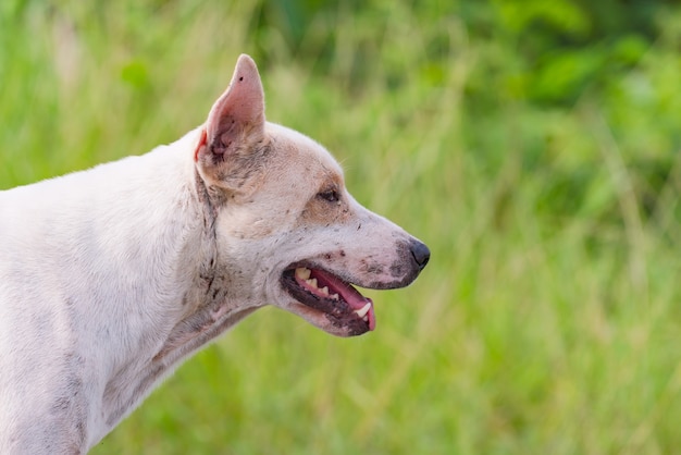 Visage de chien regardant sur le côté