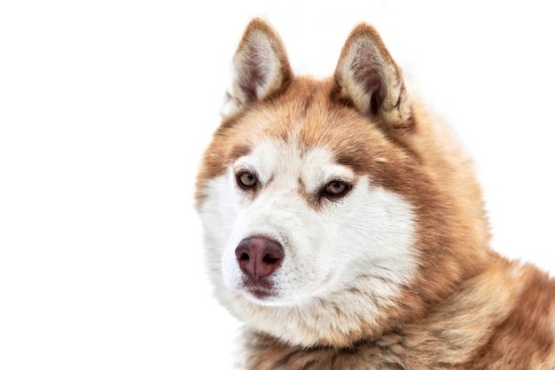 Visage de chien de traîneau Husky, isolé