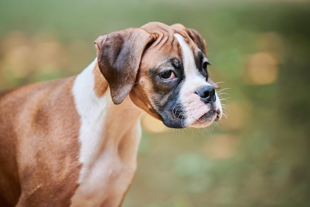 Visage de chiot Boxer chien close up au parc extérieur marchant fond d'herbe verte drôle visage de chien boxer