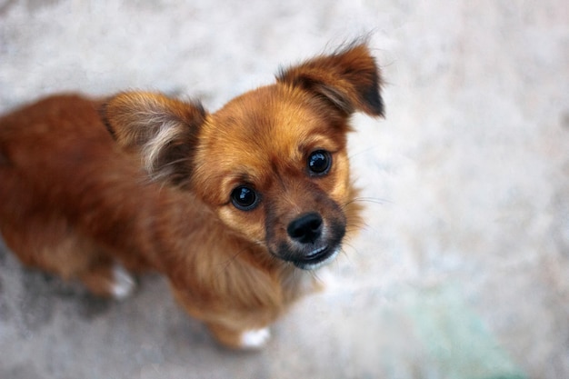 Visage de chiot, vue de dessus