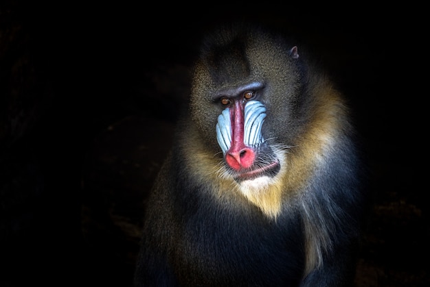 Photo visage coloré de mandril mâle