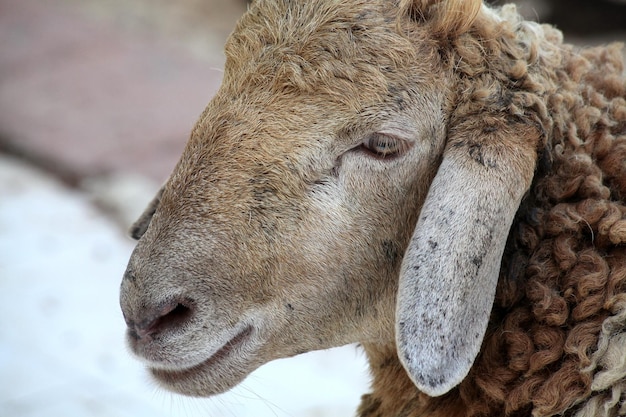 Le visage du mouton est très mignon.