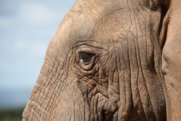 Un visage d'éléphant avec une peau ridée et son œil
