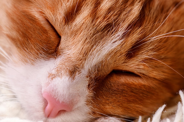 visage endormi de chat rouge avec nez rose.