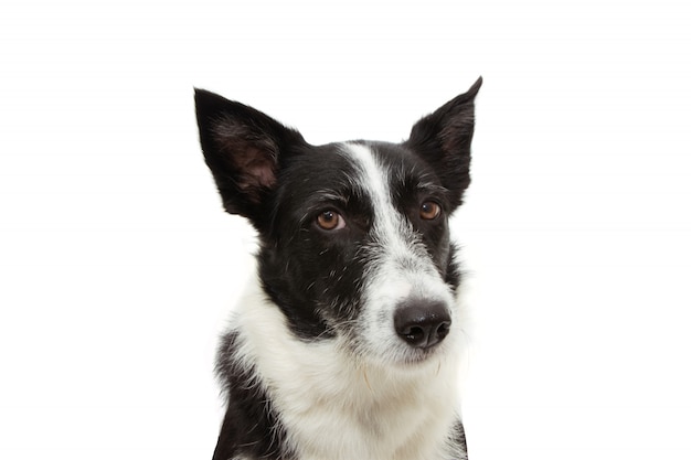 Visage d'expression border collie en colère isolé sur blanc