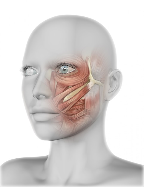 Visage féminin 3D avec les muscles des joues