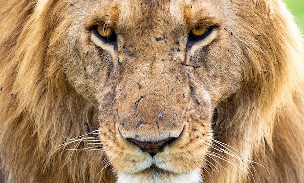 Le visage d'un grand lion