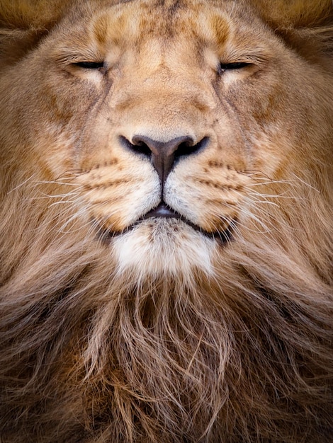 Photo visage d'un gros plan de lion