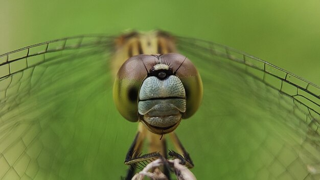 visage de libellule