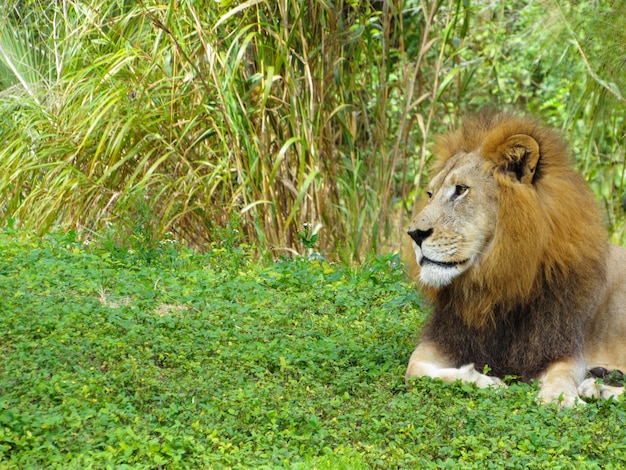 Photo visage de lion