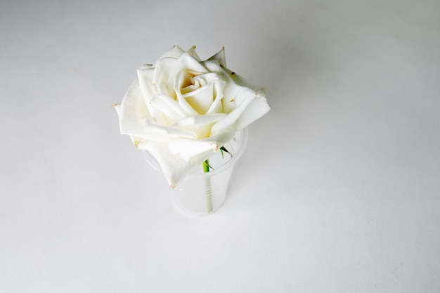 Visage mariage fleur conception anniversaire fond bannière floral amour été nature mode rose