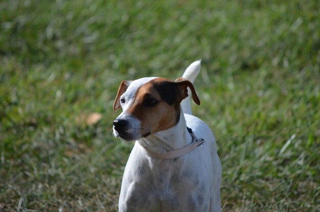 Visage mignon d'un chien de terrier russel de pasteur.