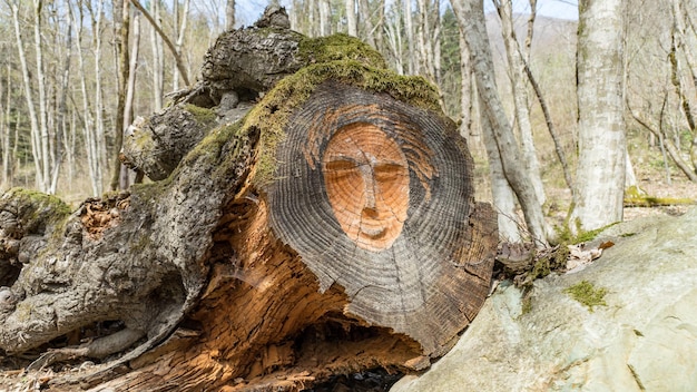 Photo visage sculpté sur souche dans la forêt de sotchi, russie