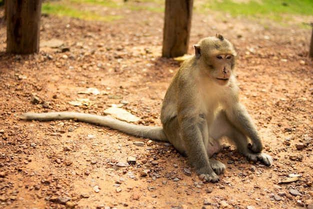 visage de singe blessé