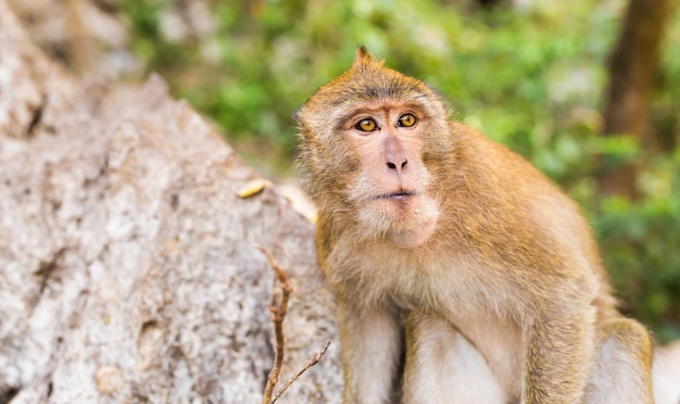 Visage de singe se bouchent