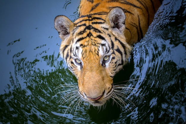 Visage de tigre gros plan dans l'eau.