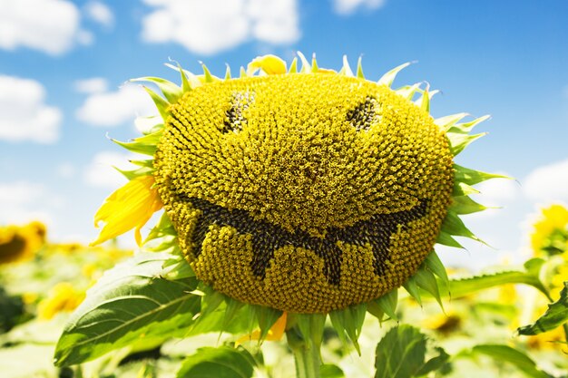 Visage de tournesol, gros plan photo