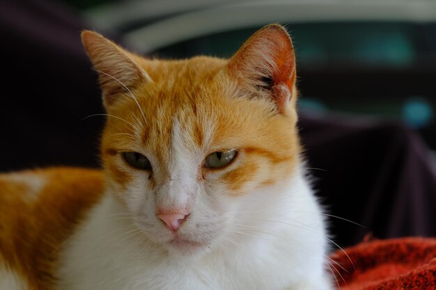 Photo visage très gros plan, portrait d'angle avant d'un chat blanc et orange