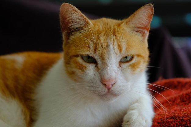 Photo visage très gros plan, portrait d'angle avant d'un chat blanc et orange